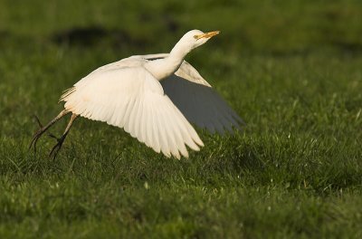 Cattle egret - Bubulcus ibis