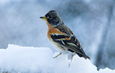 Brambling - Fringilla montifringilla