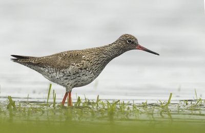 Redshank - Tringa totanus