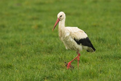 White stork - Ciconia ciconia, Malle 5/04/08