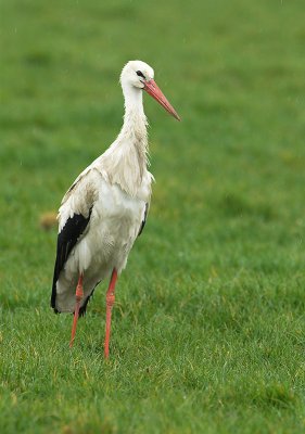 White stork - Ciconia ciconia, Malle 5/04/08