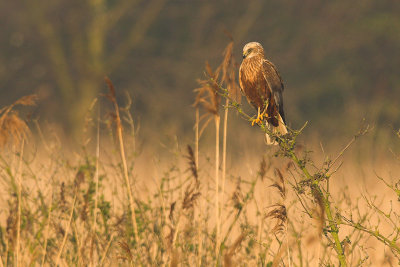 Marsh Harrier - Circus aeruginosus