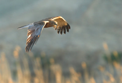 Marsh Harrier - Circus aeruginosus