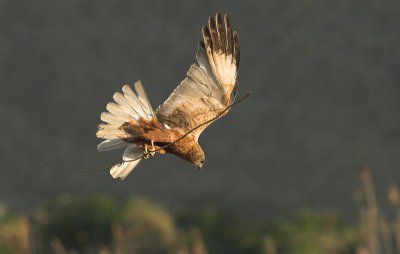 Marsh Harrier - Circus aeruginosus