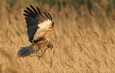 Marsh Harrier - Circus aeruginosus