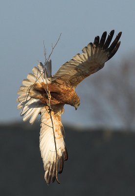 Marsh Harrier - Circus aeruginosus