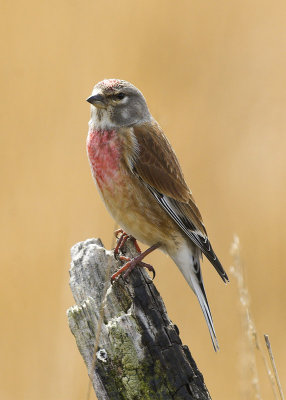 Linnet - Carduelis cannabina