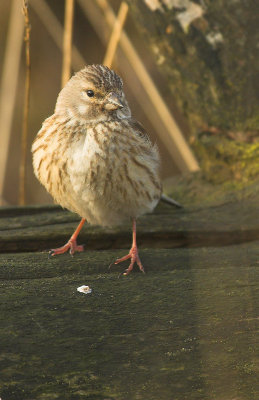 Linnet - Carduelis cannabina