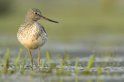 Greenshank - Tringa nebularia