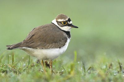Little ringed plover - Charadrius dubius