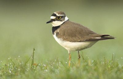 Little ringed plover - Charadrius dubius