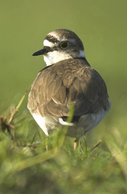 Little ringed plover - Charadrius dubius