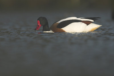 Shelduck - Tadorna tadorna