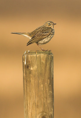 Meadow pipit - Anthus pratensis