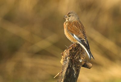 Linnet - Carduelis cannabina