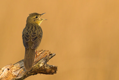 Grasshopper warbler - Locustella naevia