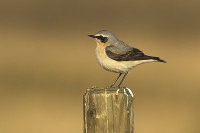 Wheatear - Oenanthe oenanthe