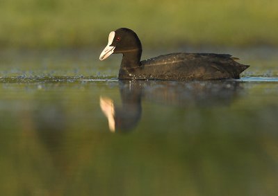 Common Coot - Fulica atra