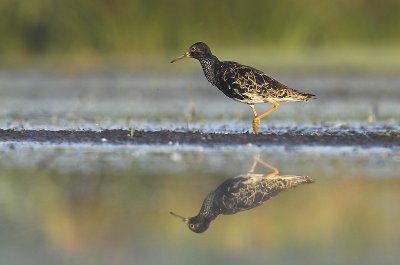 Ruff - Philomachus pugnax
