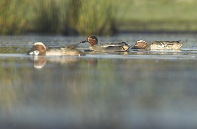 Teal  and Garganey - Anas crecca and Anas querquedula