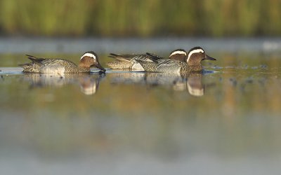 Garganey - Anas querquedula