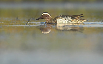 Garganey - Anas querquedula