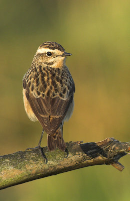 Whinchat - Saxicola rubetra