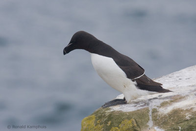 Razorbill - Alk