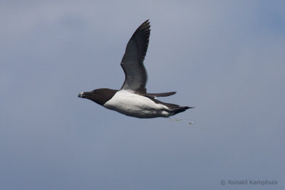 Razorbill - Alk