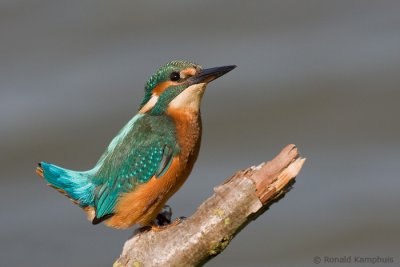 Kingfisher - ijsvogel