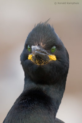Shag - Kuifaalscholver
