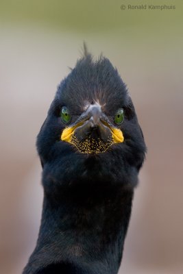 Cormorants - Aalscholvers