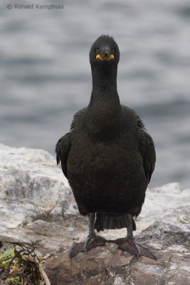 Shag- Kuifaalscholver