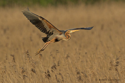 Purple heron - Purperreiger