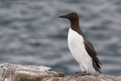 Common Murre - Zeekoet