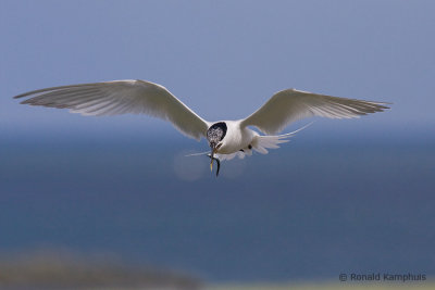 Sandwich Tern - Grote Stern