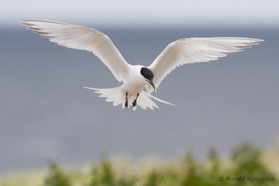 Sandwich Tern - Grote Stern