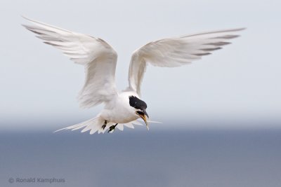 Sandwich Tern - Grote Stern