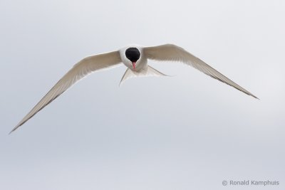 Arctic Tern - Noordse Stern