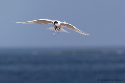 Sandwich Tern - Grote Stern