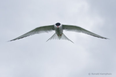 Arctic Tern - Noordse Stern