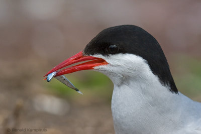 Arctic Tern - Noordse Stern