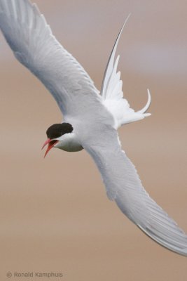 Arctic Tern - Noordse Stern