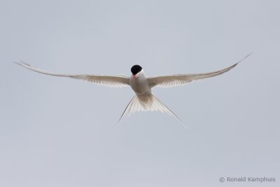 Arctic Tern - Noordse Stern