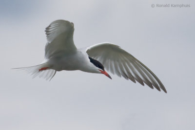 Common Tern - Visdief