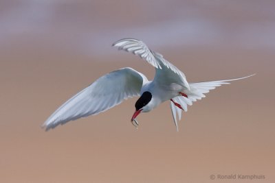 Arctic Tern - Noordse Stern