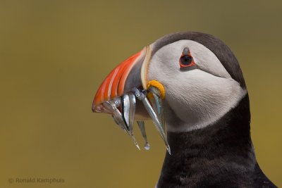 Puffin - Papegaaiduiker