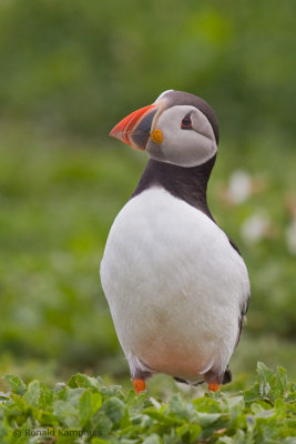 Puffin - Papegaaiduiker