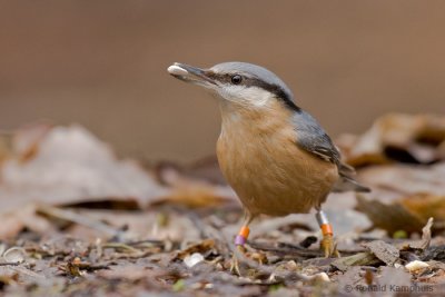 Nuthatch - Boomklever