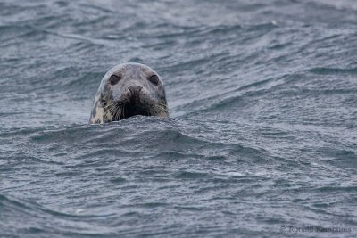 Grey seal - Grijze zeehond